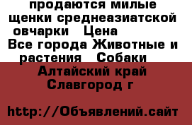 продаются милые щенки среднеазиатской овчарки › Цена ­ 30 000 - Все города Животные и растения » Собаки   . Алтайский край,Славгород г.